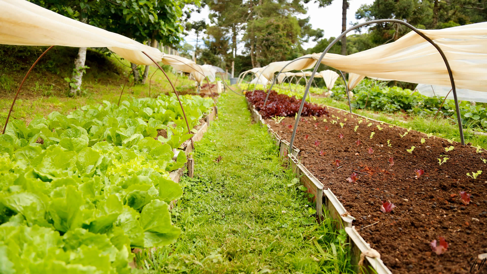 Horta da Fazendinha Toriba em Campos do Jordão