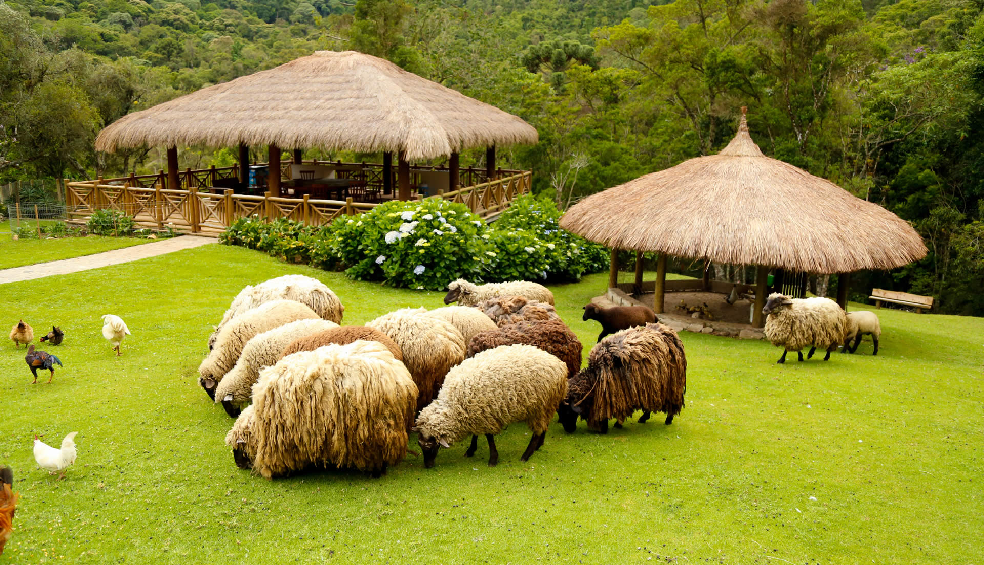 Ovelhas da Fazendinha Toriba em Campos do Jordão